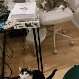 Foto del gato perdido en Amfreville La Mi Voie