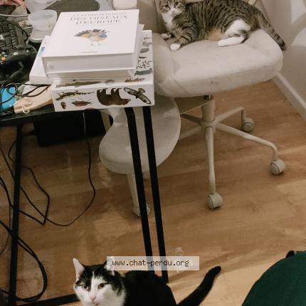 Foto 1/1 Zazie Chat perdido en Amfreville la mi voie