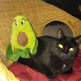 Foto del gato perdido en Villiers Sous Grez