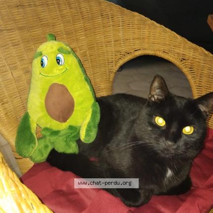 Foto 1/1 Lucky Chat perdido en Villiers sous grez