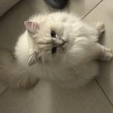 Foto del gato perdido en Sermerieu