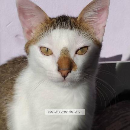 Foto 1/2 Moon. Chat perdido en Dijon