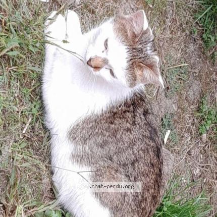 Foto 2/2 Moon. Chat perdido en Dijon