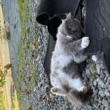 Foto del gato perdido en Lassay Les Chateaux