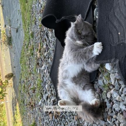 Foto 1/1 Usop Chat perdido en Lassay les chateaux