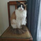 Foto del gato perdido en Chevilly Larue