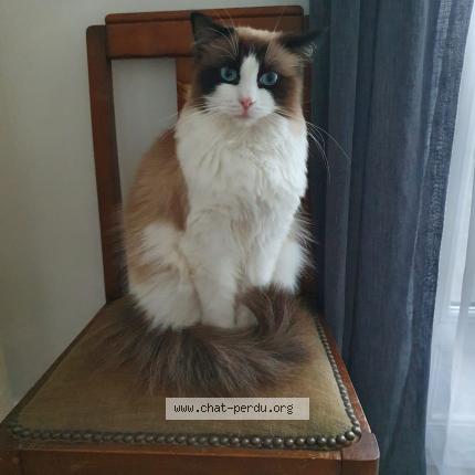 Foto 1/1 Roxane Chat perdido en Chevilly larue