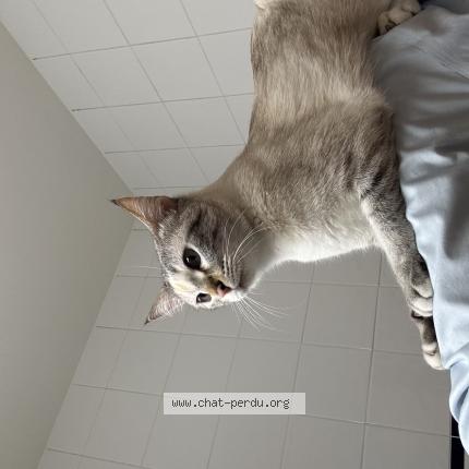 Foto 1/1 Pearl Chat perdido en Geneve