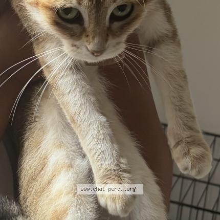 Foto 1/1 Cookie Chat perdido en Scionzier