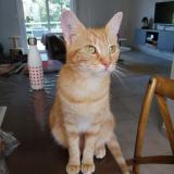 Foto del gato perdido en Saint Berthevin