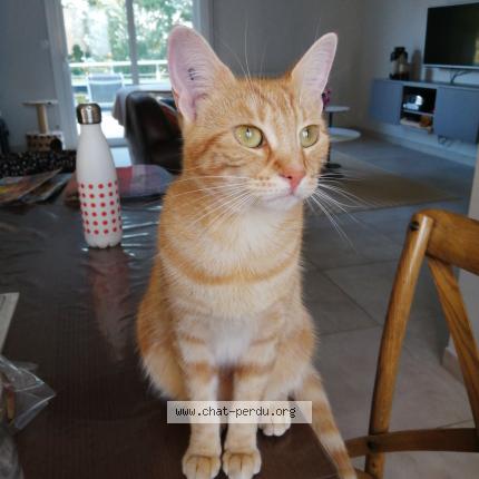 Foto 1/1 Noisette Chat perdido en Saint berthevin