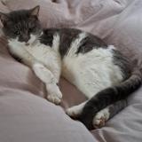 Foto del gato perdido en Sance