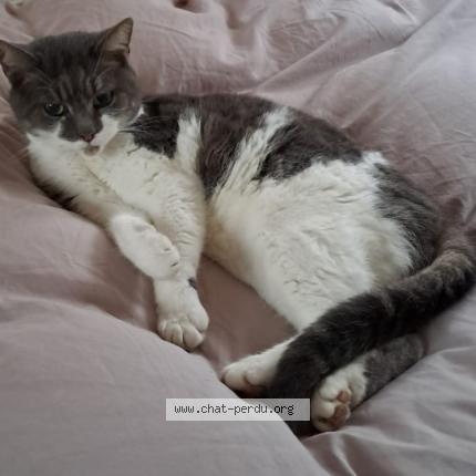 Foto 1/1 Fracasse Chat perdido en Sance