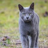 Foto del gato perdido en Arles