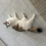 Foto del gato perdido en Villefontaine