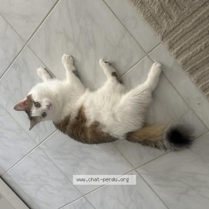 Foto 1/1 Yuki Chat perdido en Villefontaine