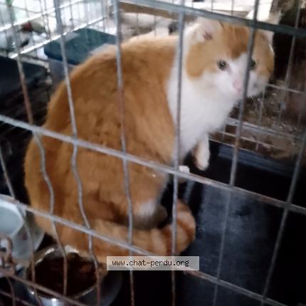Foto 1/1 Gato encontrado Encontrado en Chalais