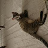 Foto del gato perdido en Meaux