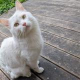 Foto de gato encontrado en Grenoble
