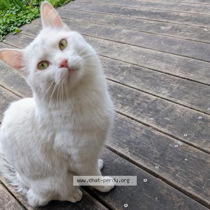 Foto 1/1 Gato encontrado Encontrado en Grenoble