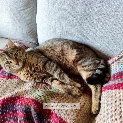 Foto 1/1 Volga Chat perdido en Les hogues