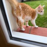 Foto de gato encontrado en Colomiers