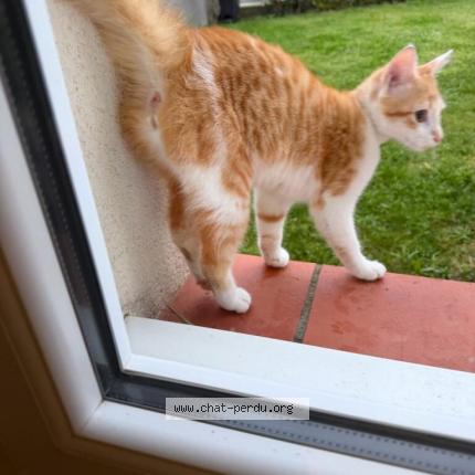 Foto 1/1 Gato encontrado Encontrado en Colomiers