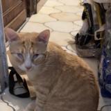 Foto del gato perdido en Tourcoing