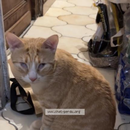 Foto 1/1 Fouini Chat perdido en Tourcoing