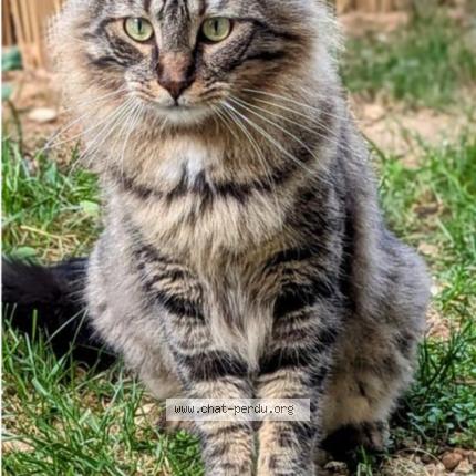 Foto 1/1 Marseille Chat perdido en Istres