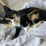 Foto del gato perdido en Orange