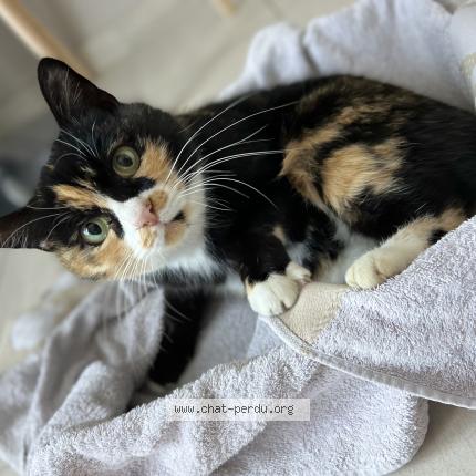 Foto 1/1 Curly Chat perdido en Orange