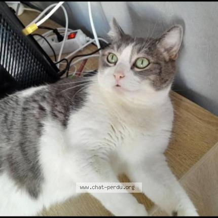 Foto 1/1 Bonnie Chat perdido en Dijon