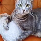 Foto del gato perdido en Santiago