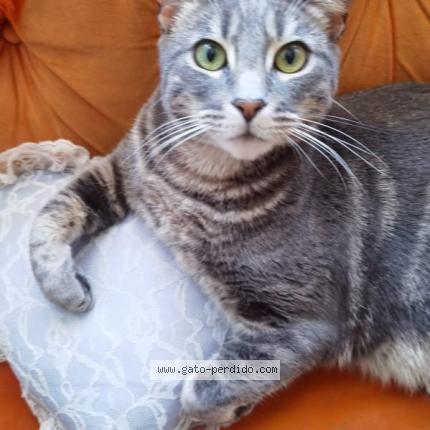 Foto 1/1 gatoshico Chat perdido en Santiago