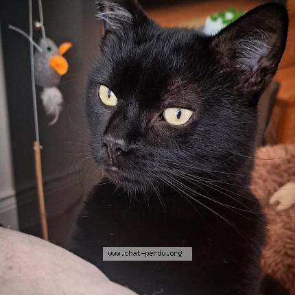 Foto 1/1 GON Chat perdido en Nucourt