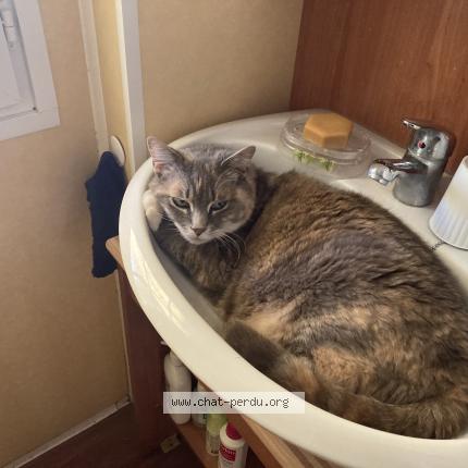 Foto 1/1 Zo&eacute; Chat perdido en Bouvigny boyeffles