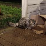 Foto de gato encontrado en Ecole Valentin