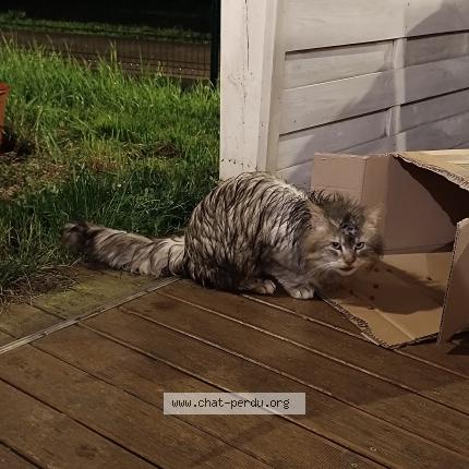 Foto 1/1 Gato encontrado Encontrado en Ecole valentin