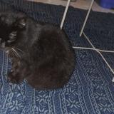 Foto de gato encontrado en Limoges