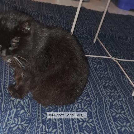 Foto 1/4 Gato encontrado Encontrado en Limoges