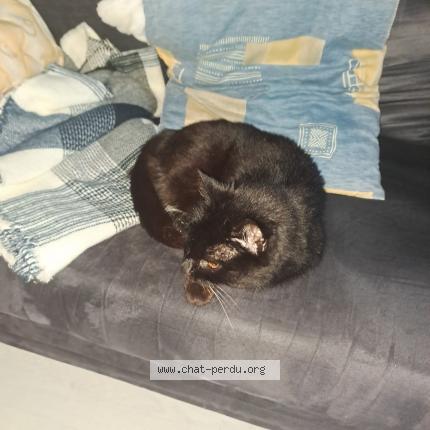 Foto 4/4 Gato encontrado Encontrado en Limoges