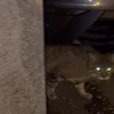 Foto de gato encontrado en Montgeron