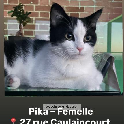 Foto 1/1 Pika Chat perdido en Paris