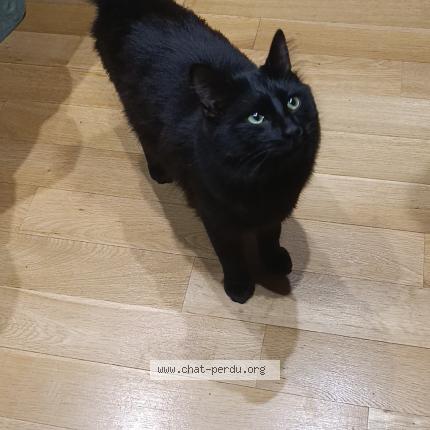 Foto 1/1 Minouche Chat perdido en Marcoussis