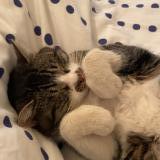 Foto del gato perdido en Ladapeyre