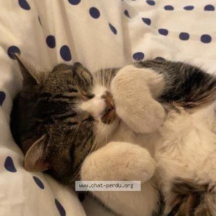 Foto 1/2 Ulysse Chat perdido en Ladapeyre