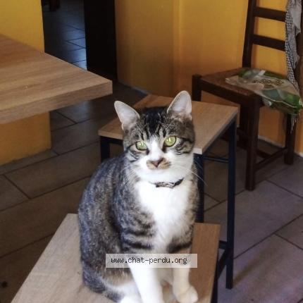 Foto 2/2 Ulysse Chat perdido en Ladapeyre