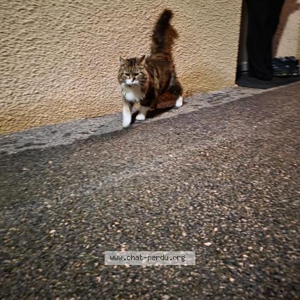 Foto 1/1 Gato encontrado Encontrado en Blyes