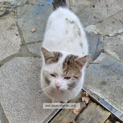 Foto 1/1 Gato encontrado Encontrado en Coubron